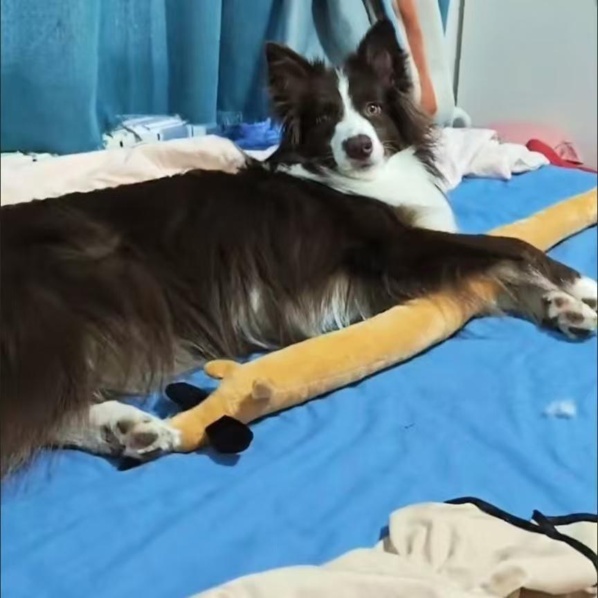 Plush Pretzel Dachshund squeaky Dog Toys | BKPet383