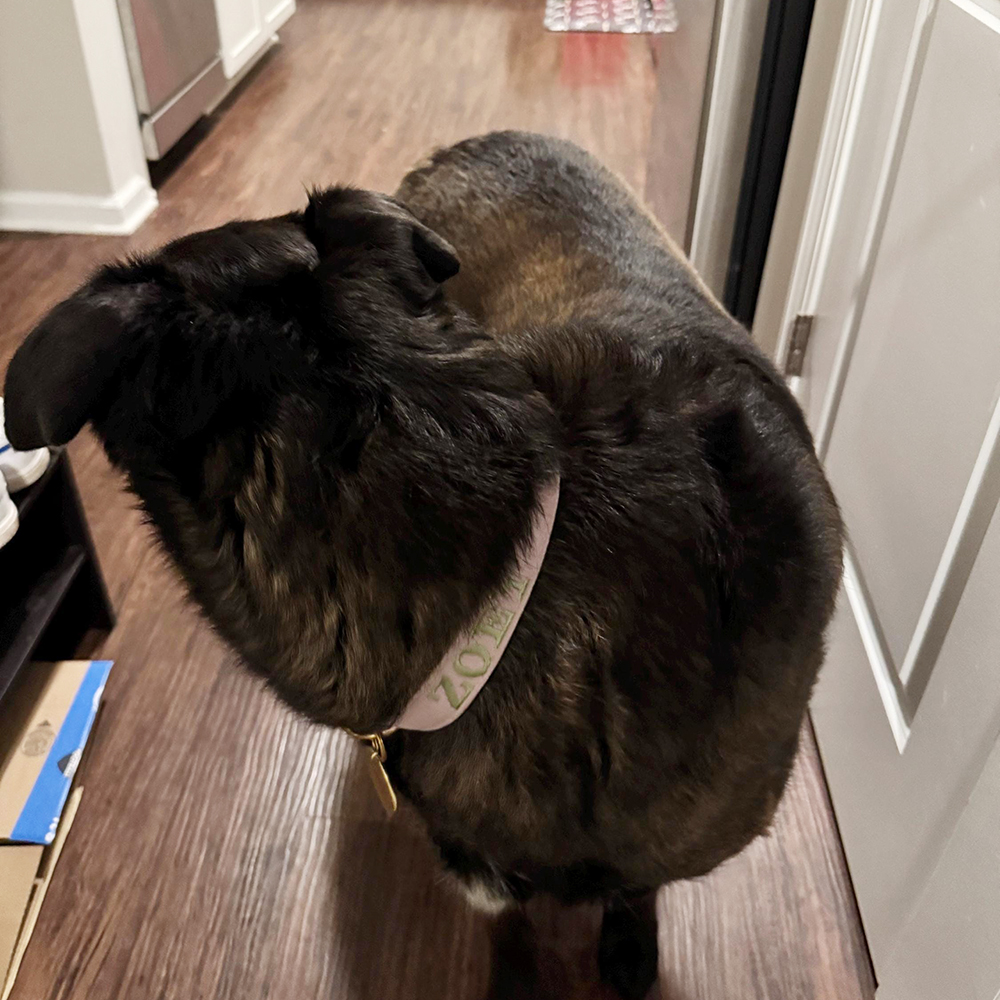 Personalized Embroidered Adjustable Velvet Pet Collar | BKPet425