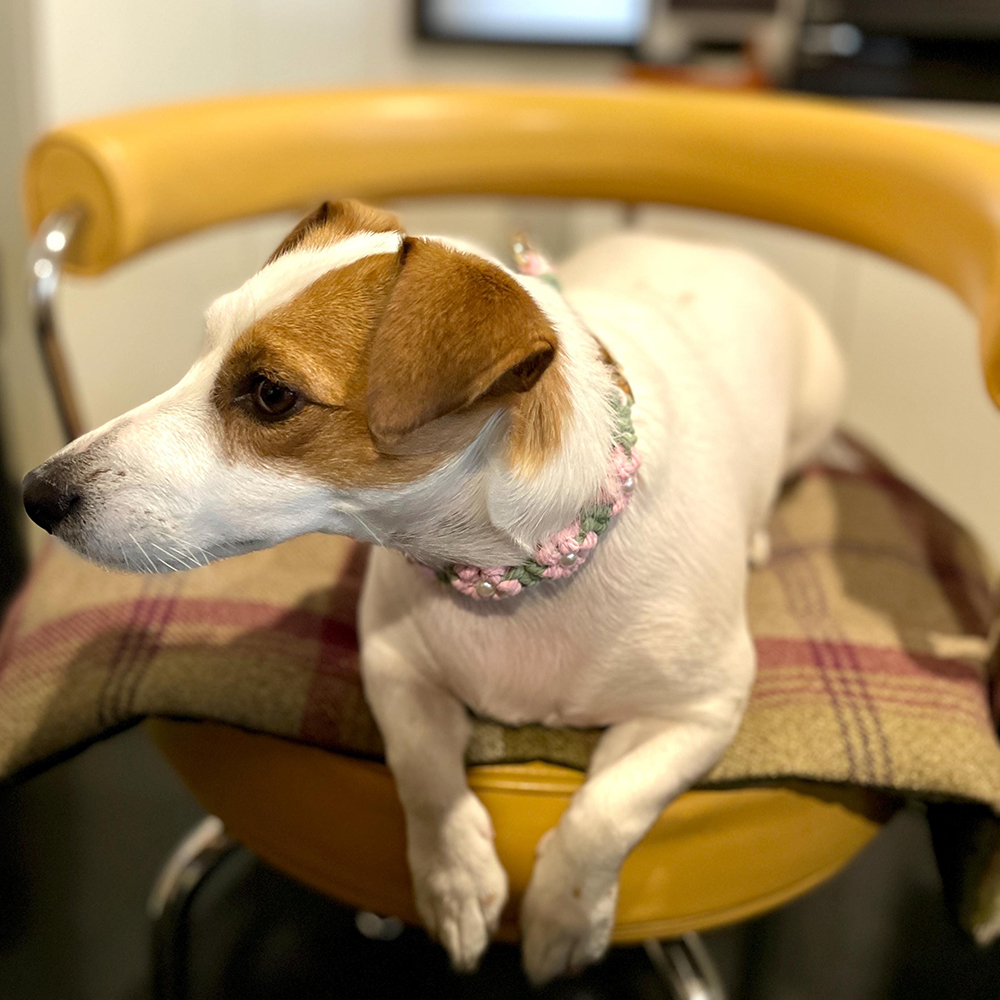 Personalized Handmade Macrame Flowers Pet Collar | BKPet457