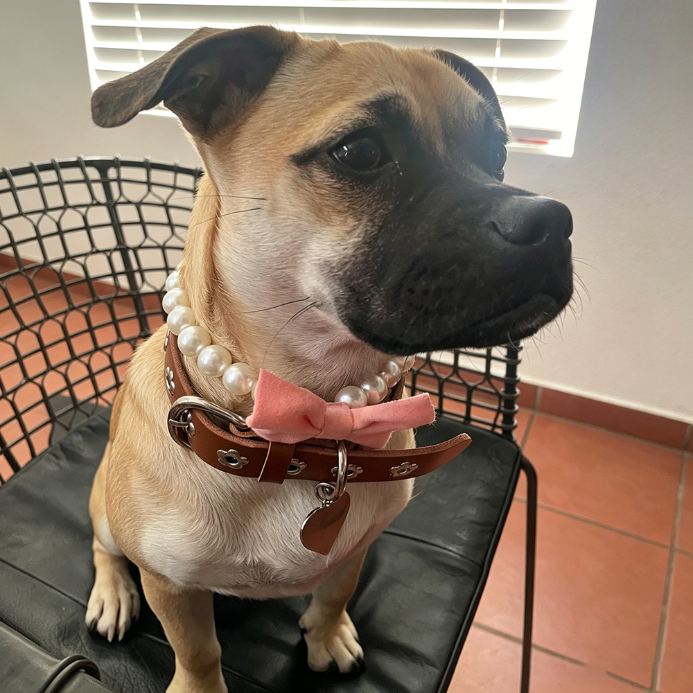 Personalized Handmade Pearl Pet Necklace with Bow | BKPet463