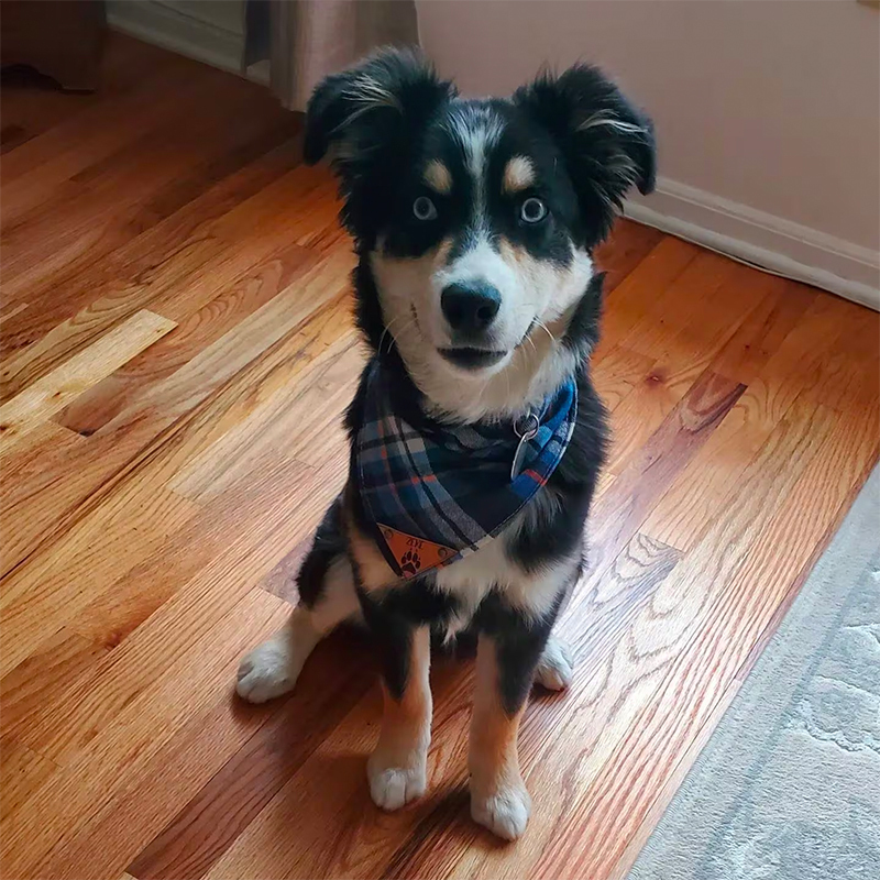 Personalized Plaid Dog Bandana for Comfort & Unique | BKPet42