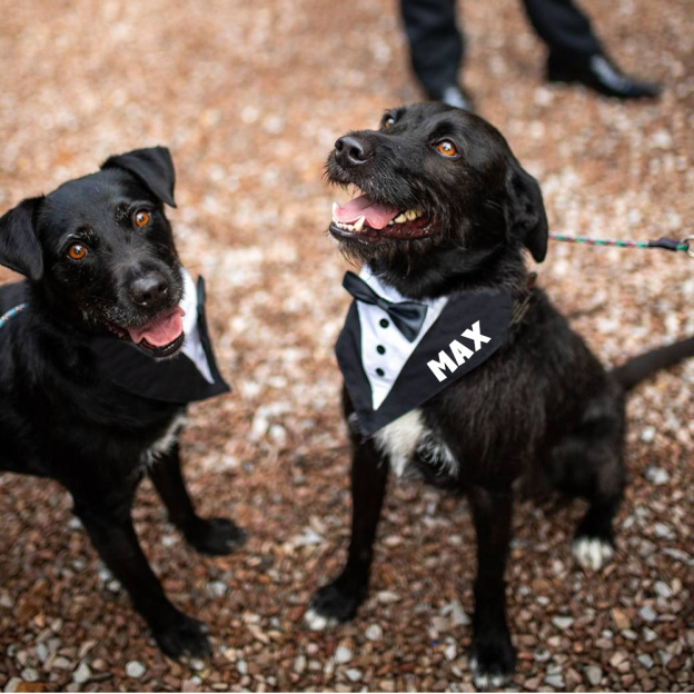 Personalized Wedding Pet Bow Tuxedo Suit | BKPet157