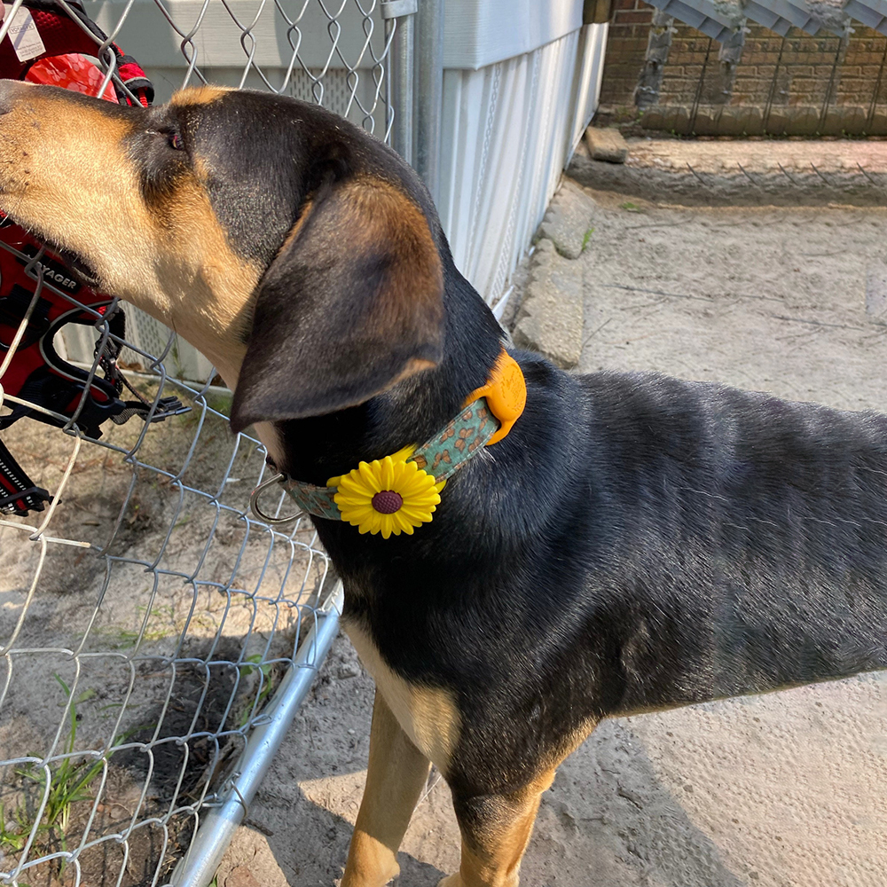 Personalized Pet Apple Air Tag Holder for Dog Collar | BKPet165