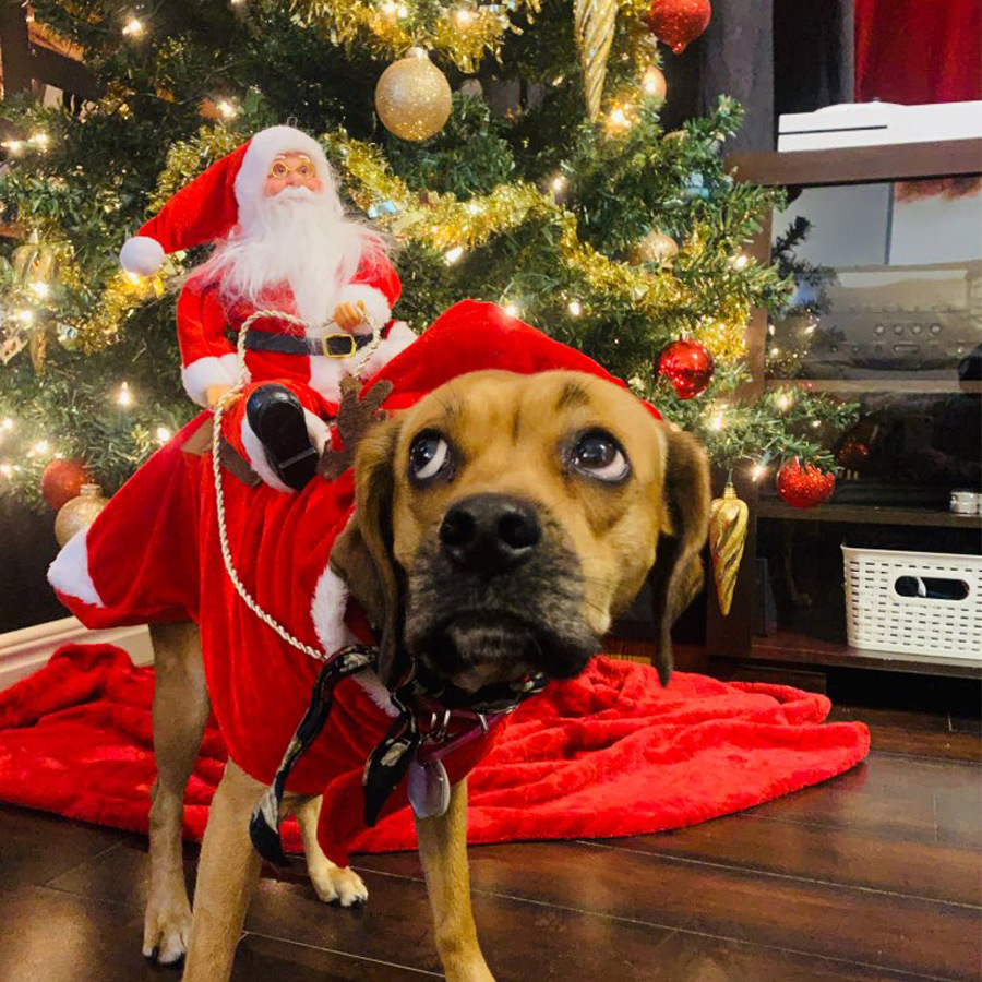 Personalized Christmas Santa Pet Riding Clothes | BKPet96