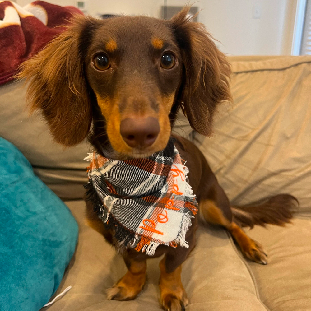 Personalized Autumn Dog Bandana for Comfort & Unique | BKPet19