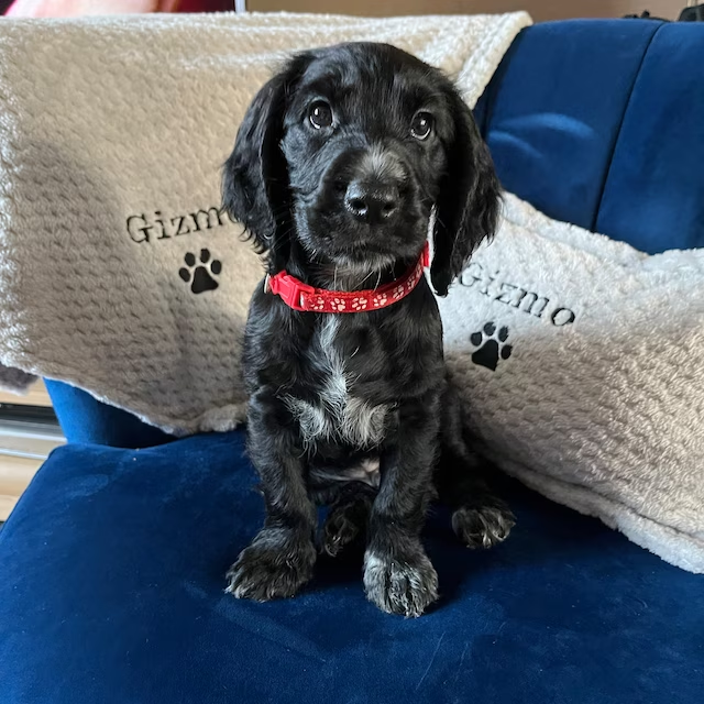 Personalized Warm Pet Pillow for Comfort & Unique | BKPet21