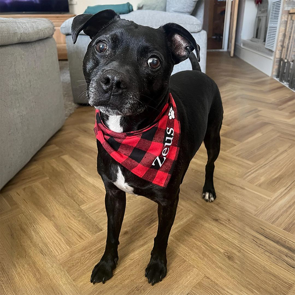 Personalized Embroidered Dog Bandana for Comfort & Unique | BKPet164