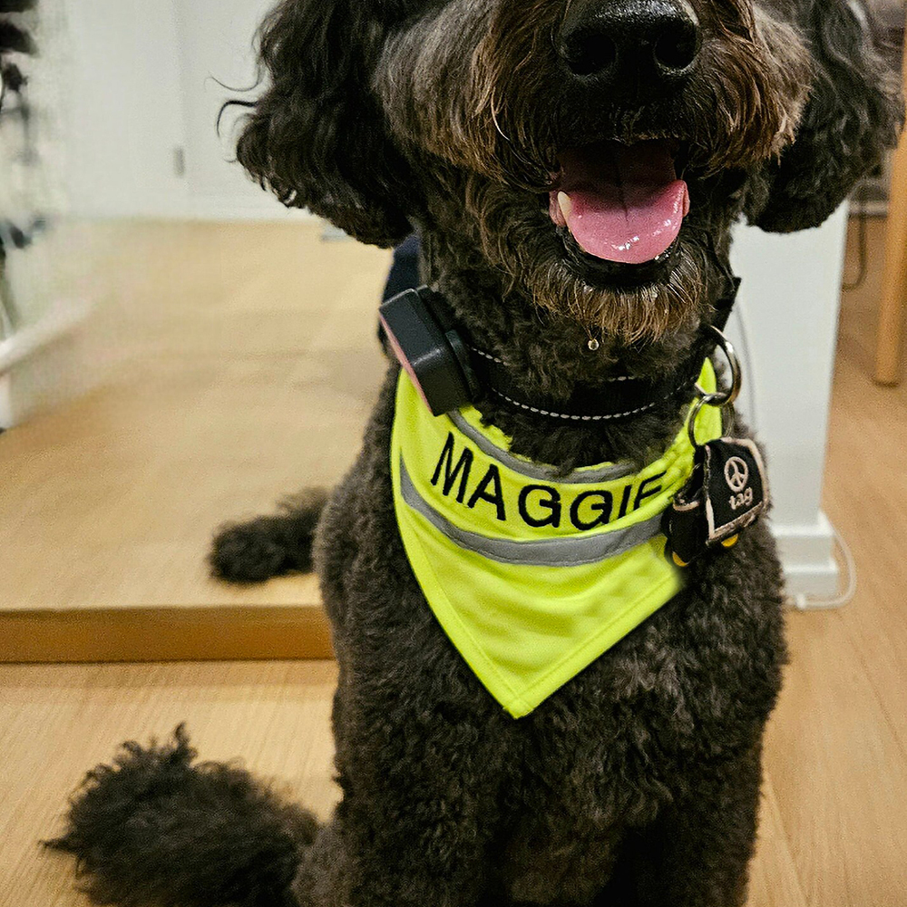 Personalized Pet Reflective Safety Bandana & Vest Set | BKPet163