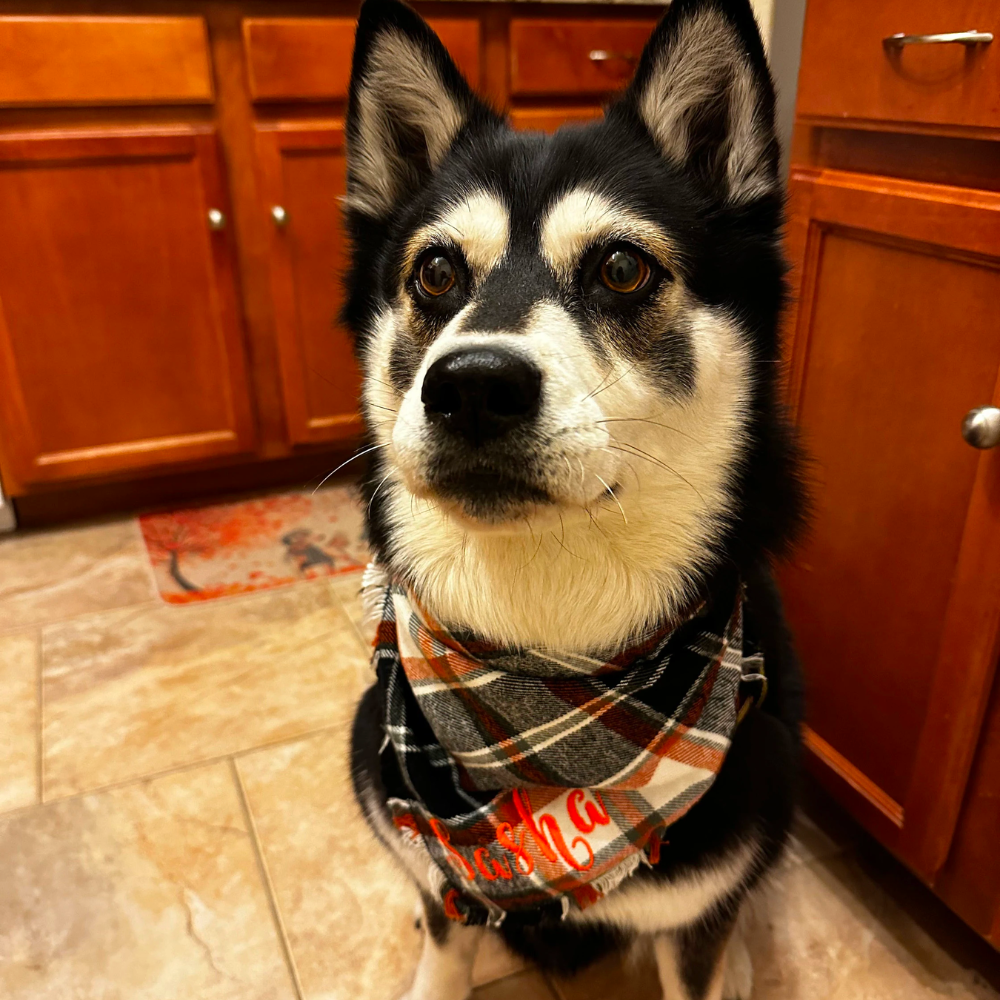 Personalized Autumn Dog Bandana for Comfort & Unique | BKPet19