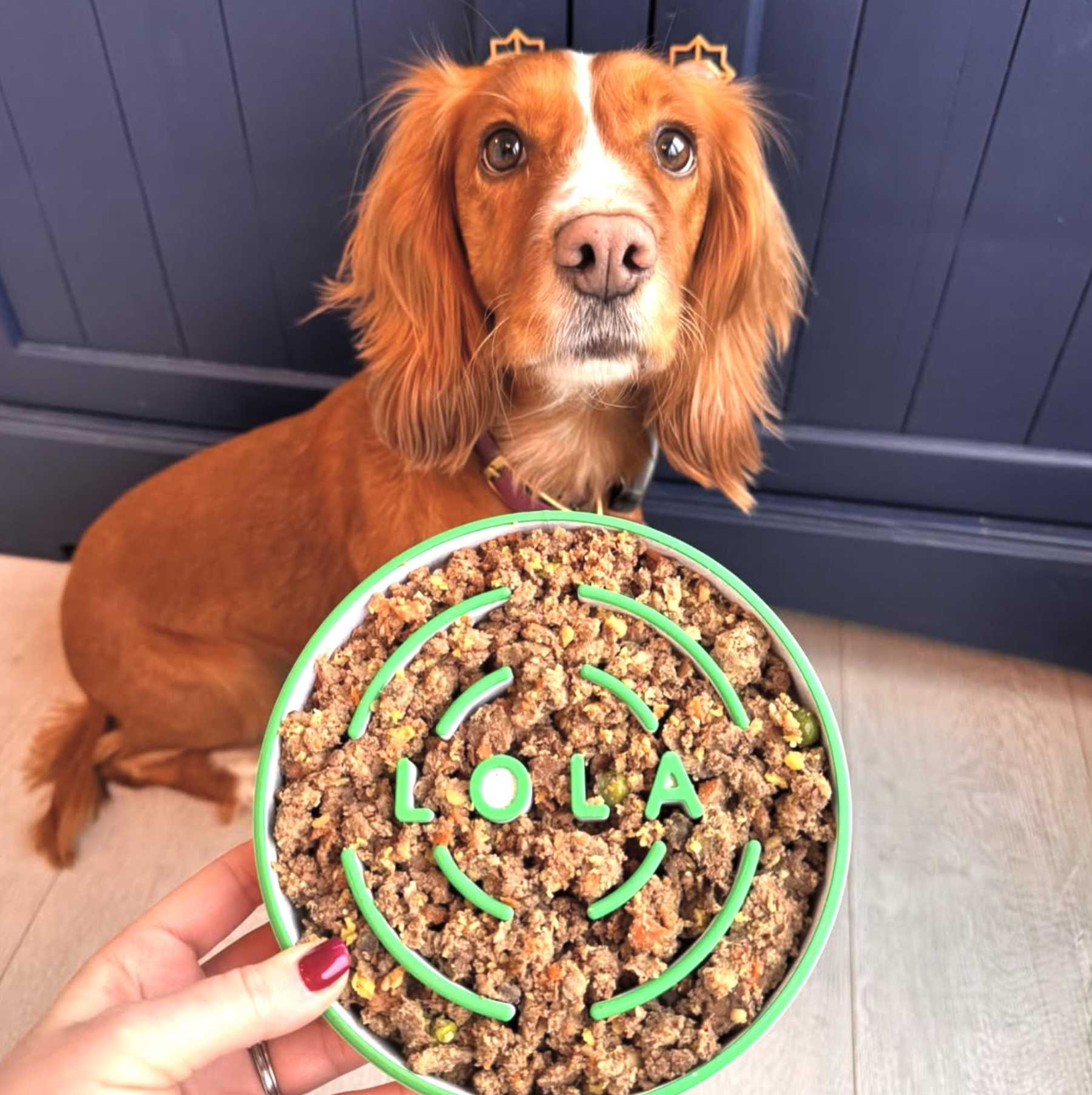Personalized 3D Printed Dog Slow Feeder Bowl | BKPet354