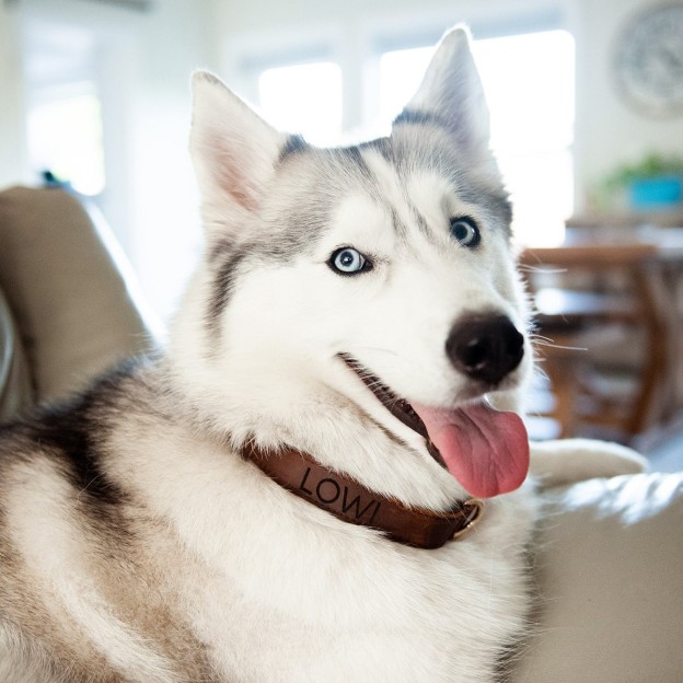 Personalized Name or Information Leather Pet Collar | BKPet151