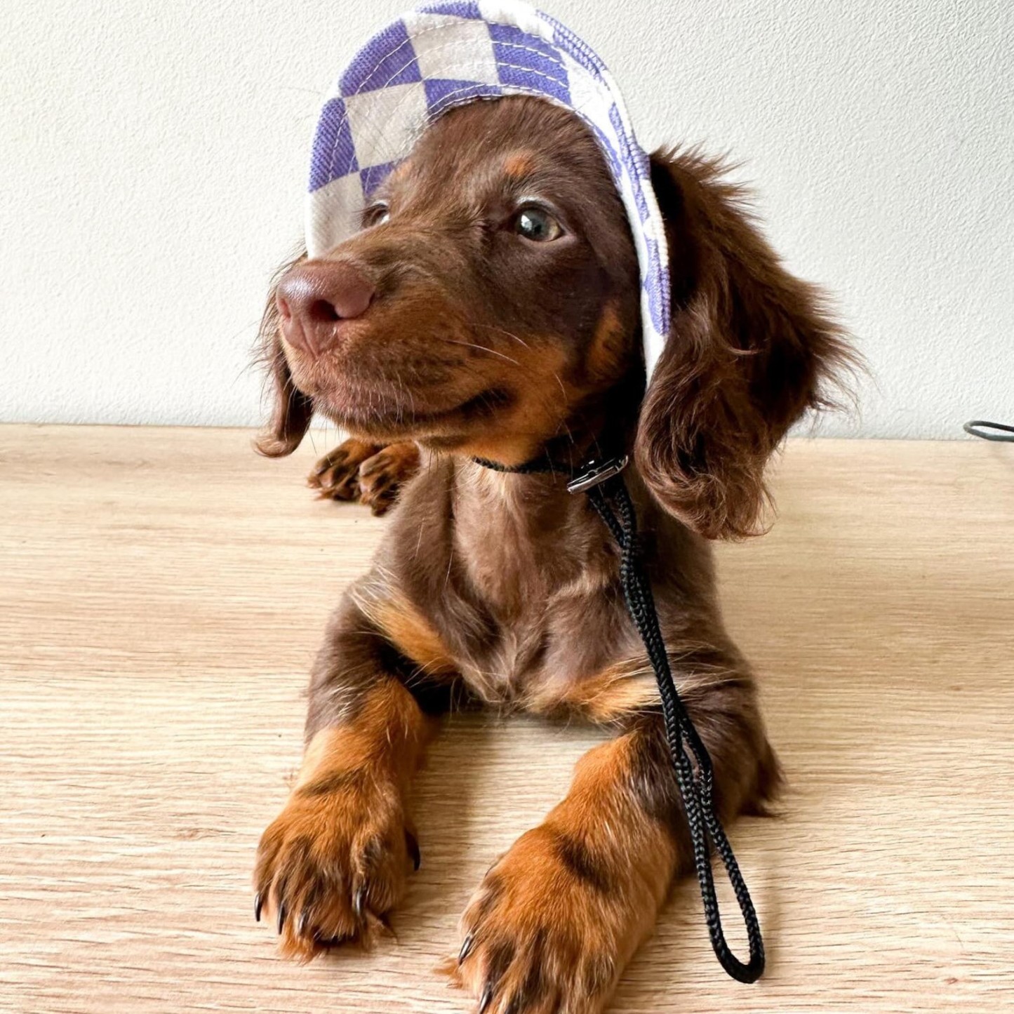 Personalized Leather Patch Pet Sun Hat with Ear Holes | BKPet67