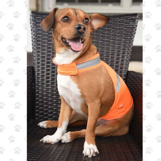 Personalized Pet Reflective Safety Bandana & Vest Set | BKPet163