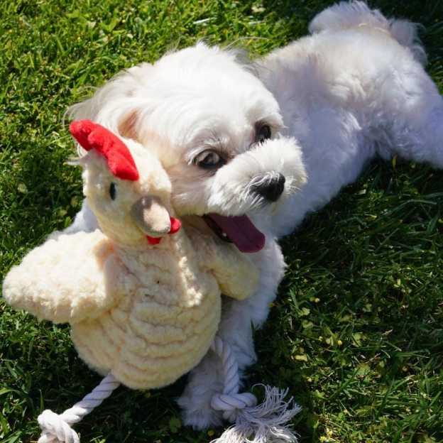 Handmade Pet Squeaky Interactive Chew Toy | BKPet396