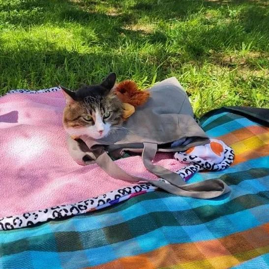 Personalized Lion Design Portable Breathable Cute Pet Carriers | BKPet60