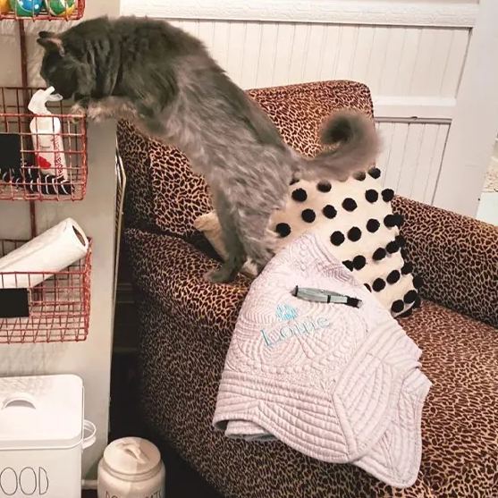 Personalized Embroidered Pet Blanket for Comfort & Unique | BKPet72