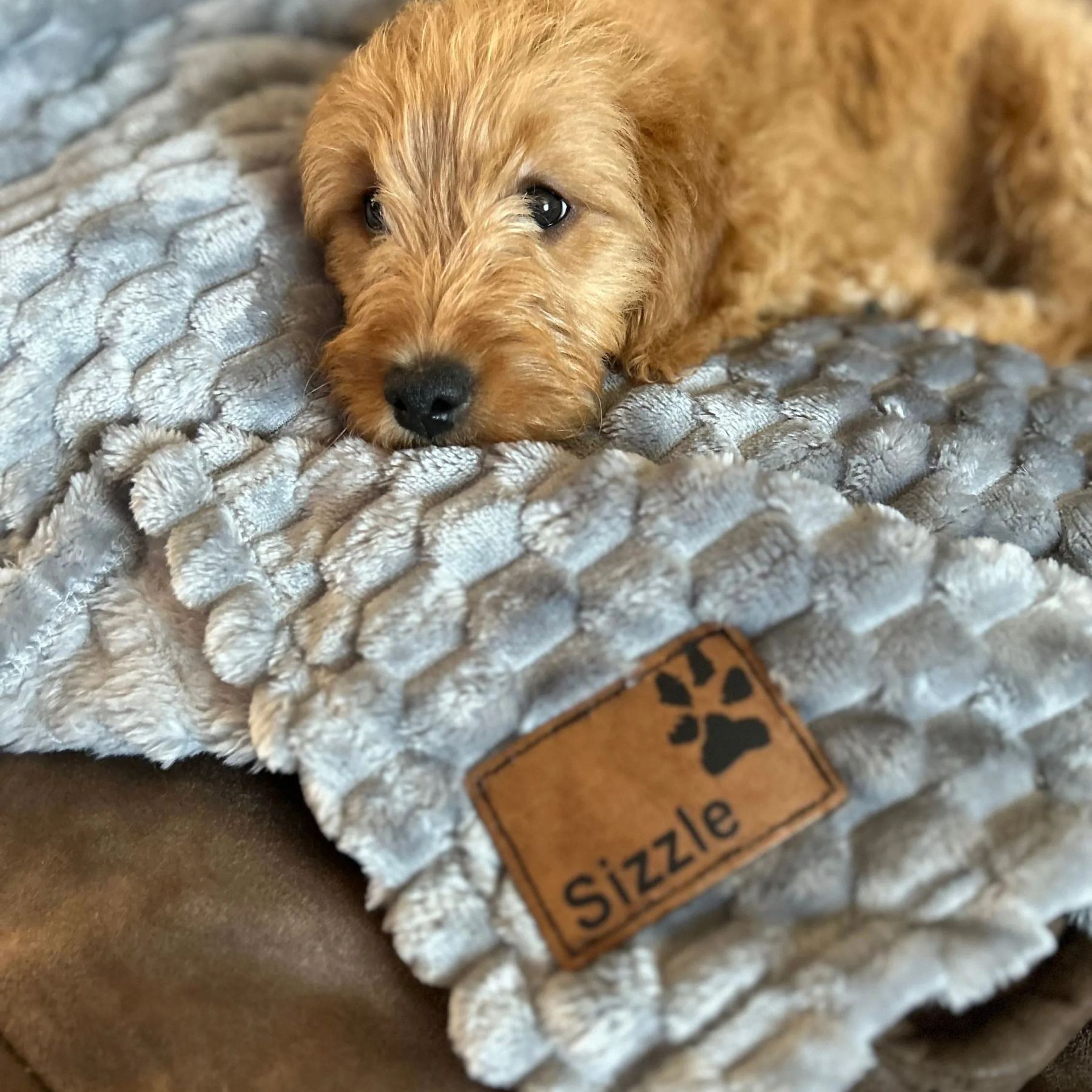 Personalized Plush Fleece Leather Patch Pet Blanket | BKPet75