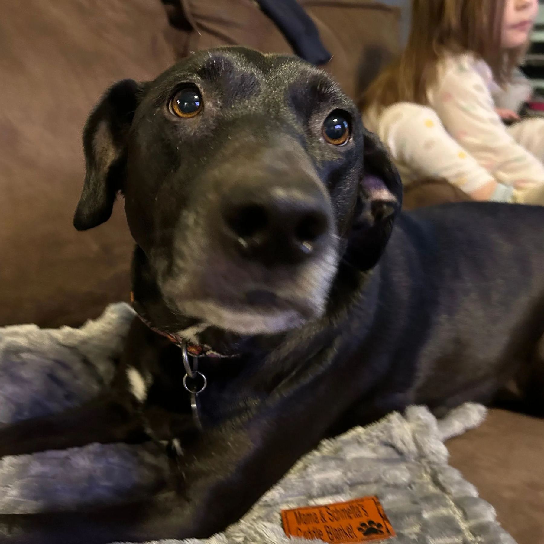 Personalized Plush Fleece Leather Patch Pet Blanket | BKPet75