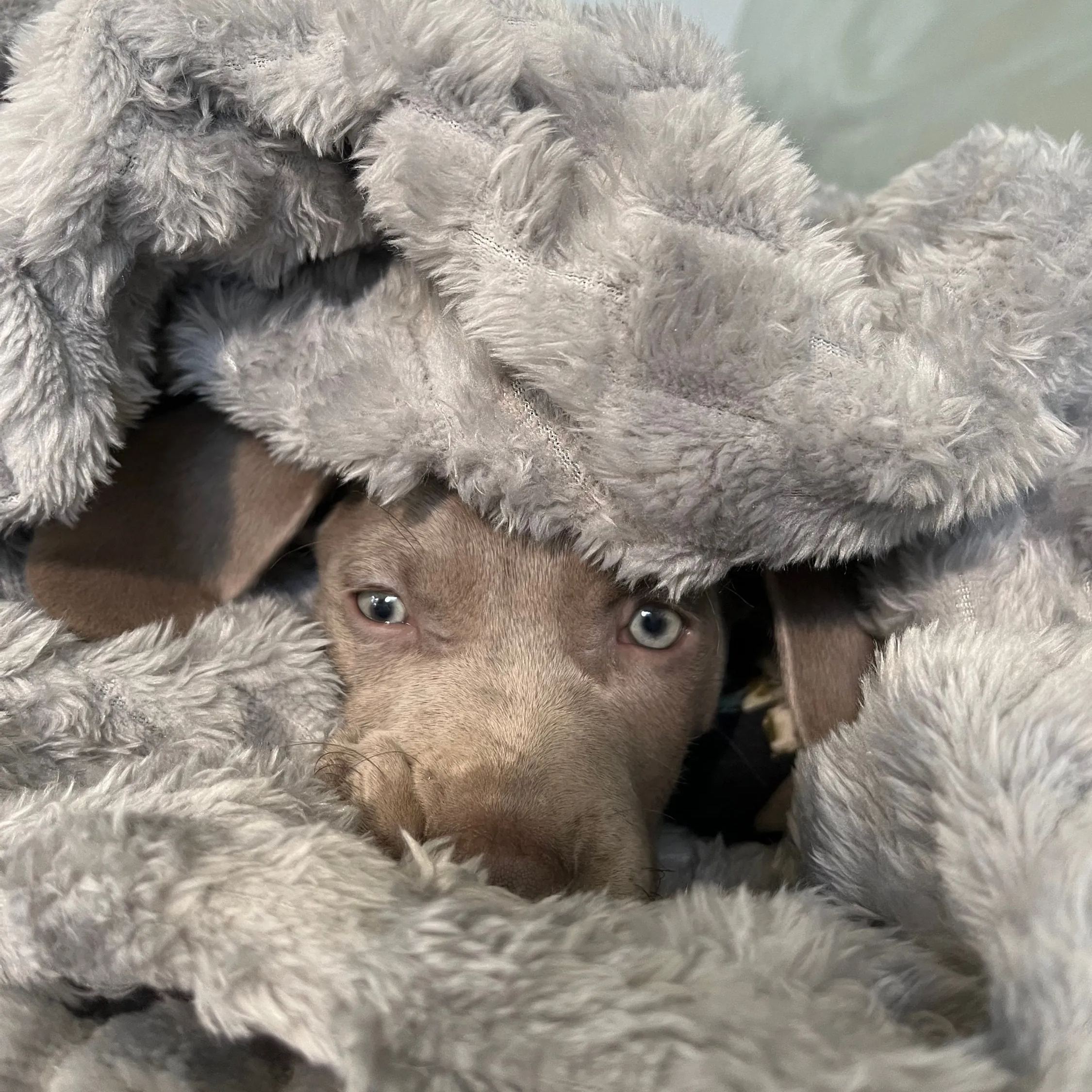 Personalized Plush Fleece Leather Patch Pet Blanket | BKPet75