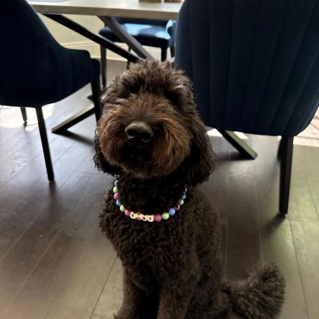 Personalized Handmade Silicone Beads Dog Collar | BKPet144