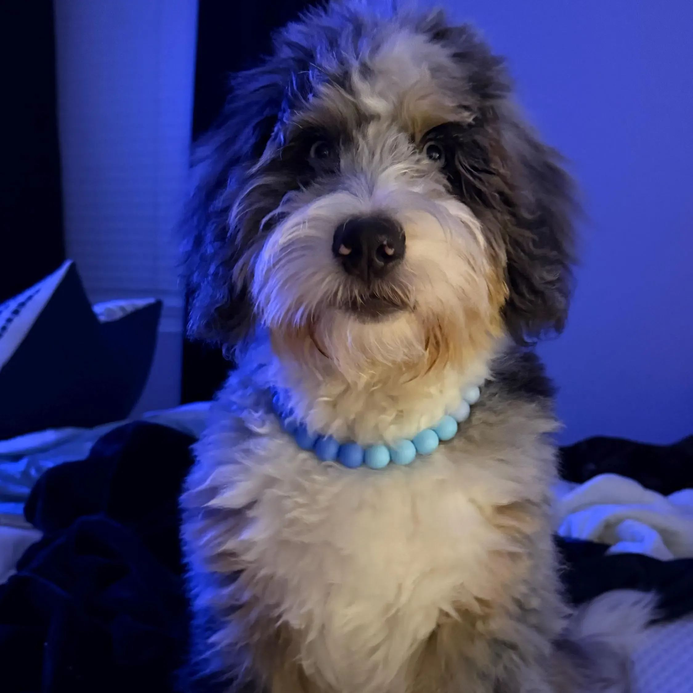 Personalized Handmade Silicone Beads Dog Collar | BKPet144