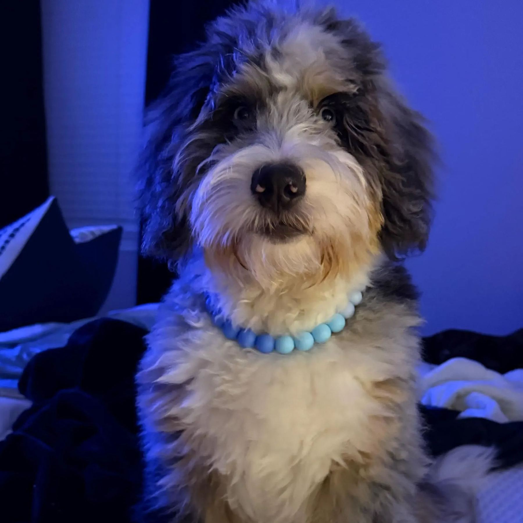 Personalized Handmade Silicone Beads Dog Collar | BKPet144