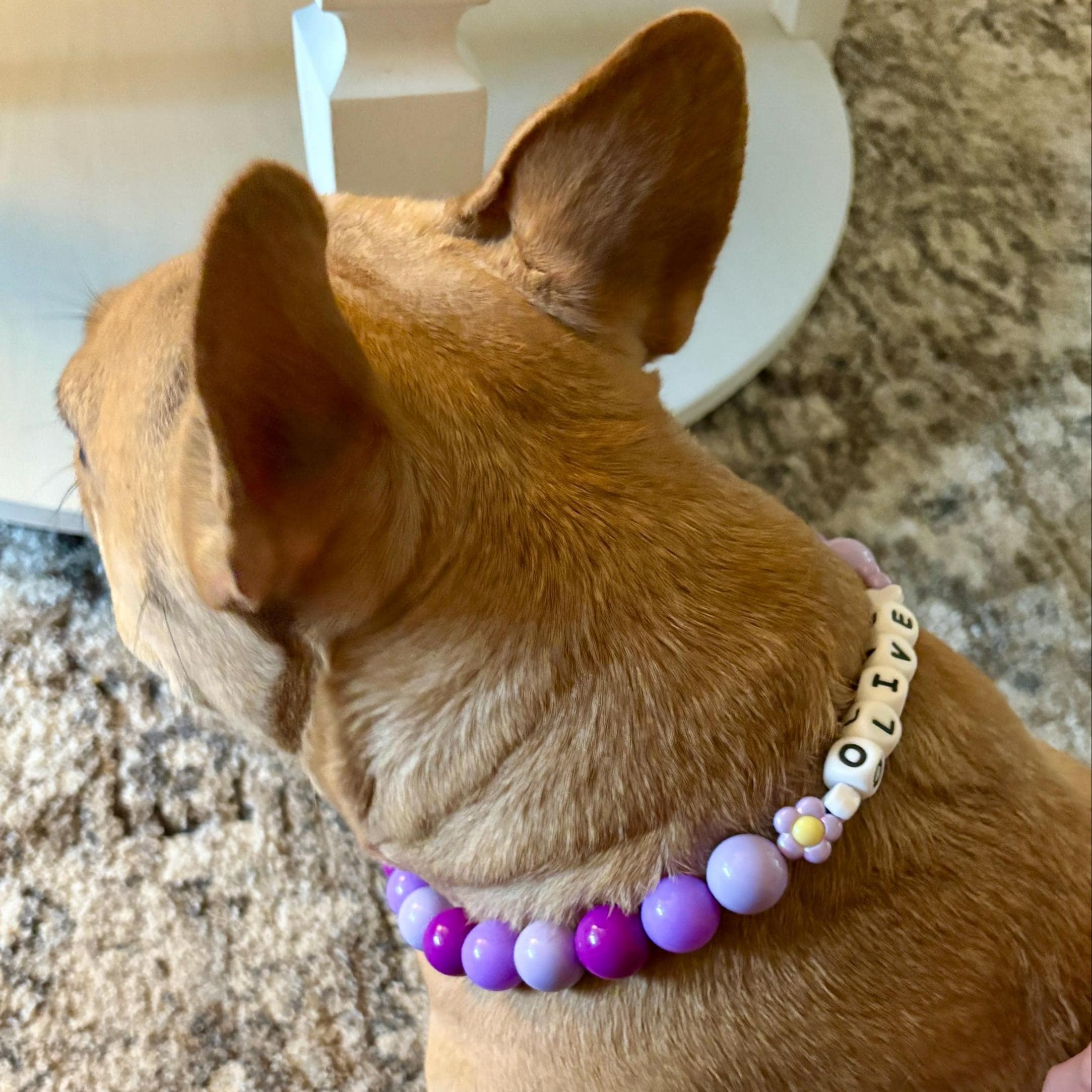 Personalized Handmade Name Dog Collar with Buckle | BKPet143