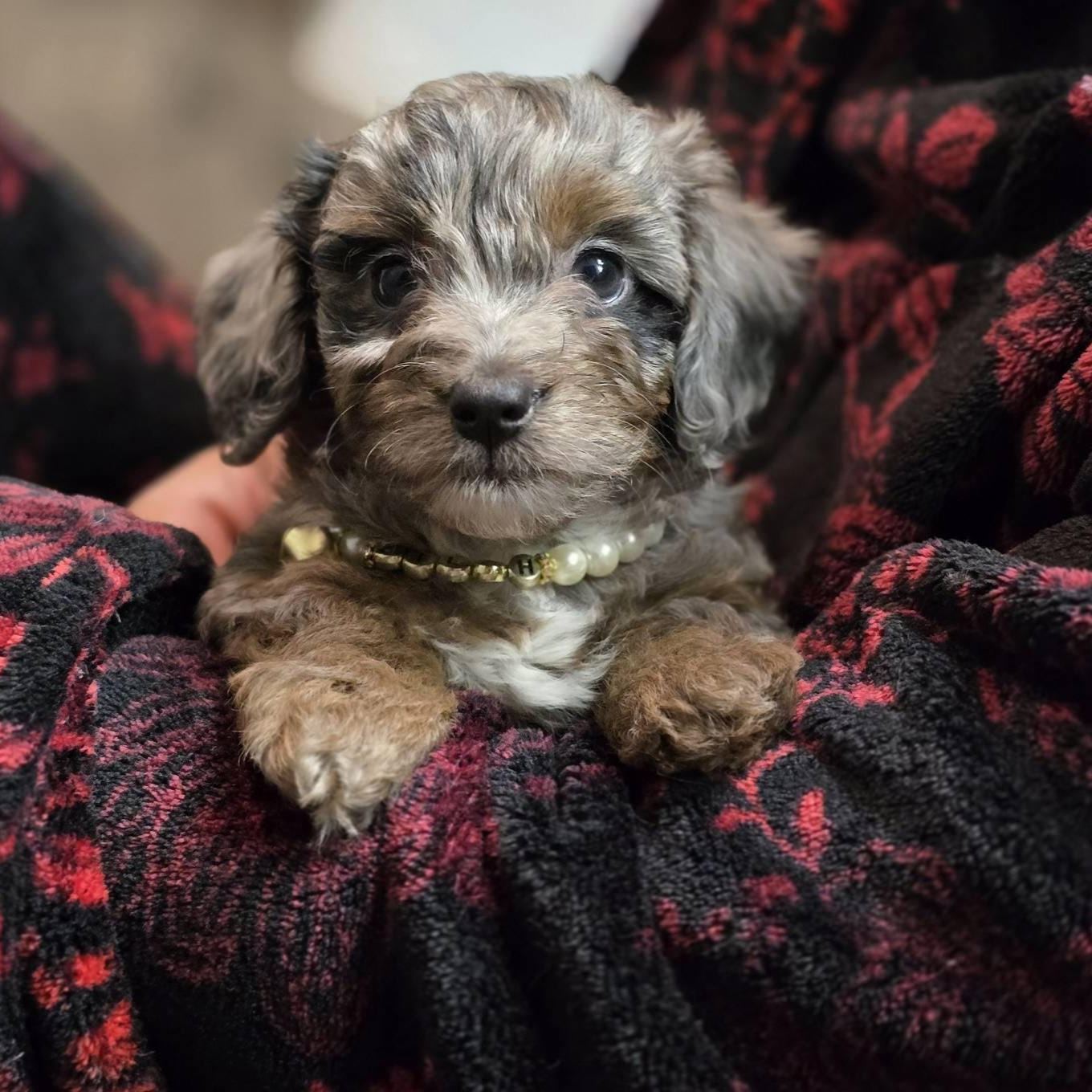 Personalized Handmade Pearl Pet Collar with Name | BKPet193