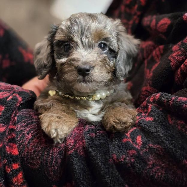 Personalized Handmade Pearl Pet Collar with Name | BKPet193