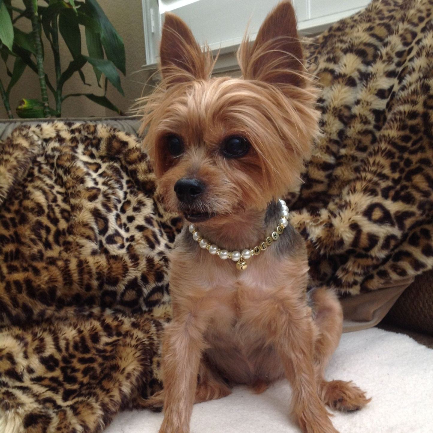 Personalized Handmade Pearl Pet Collar with Name | BKPet193