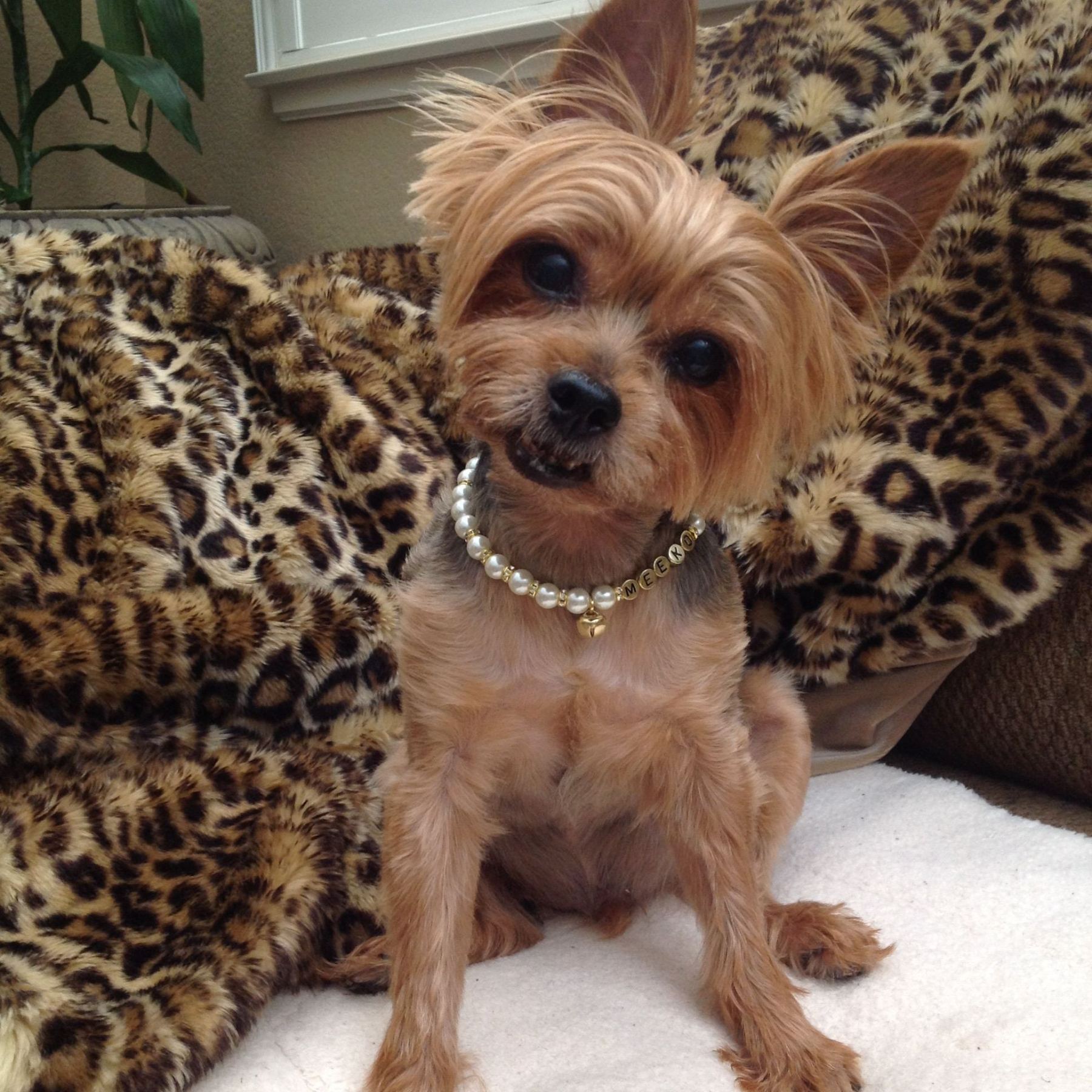 Personalized Handmade Pearl Pet Collar with Name | BKPet193