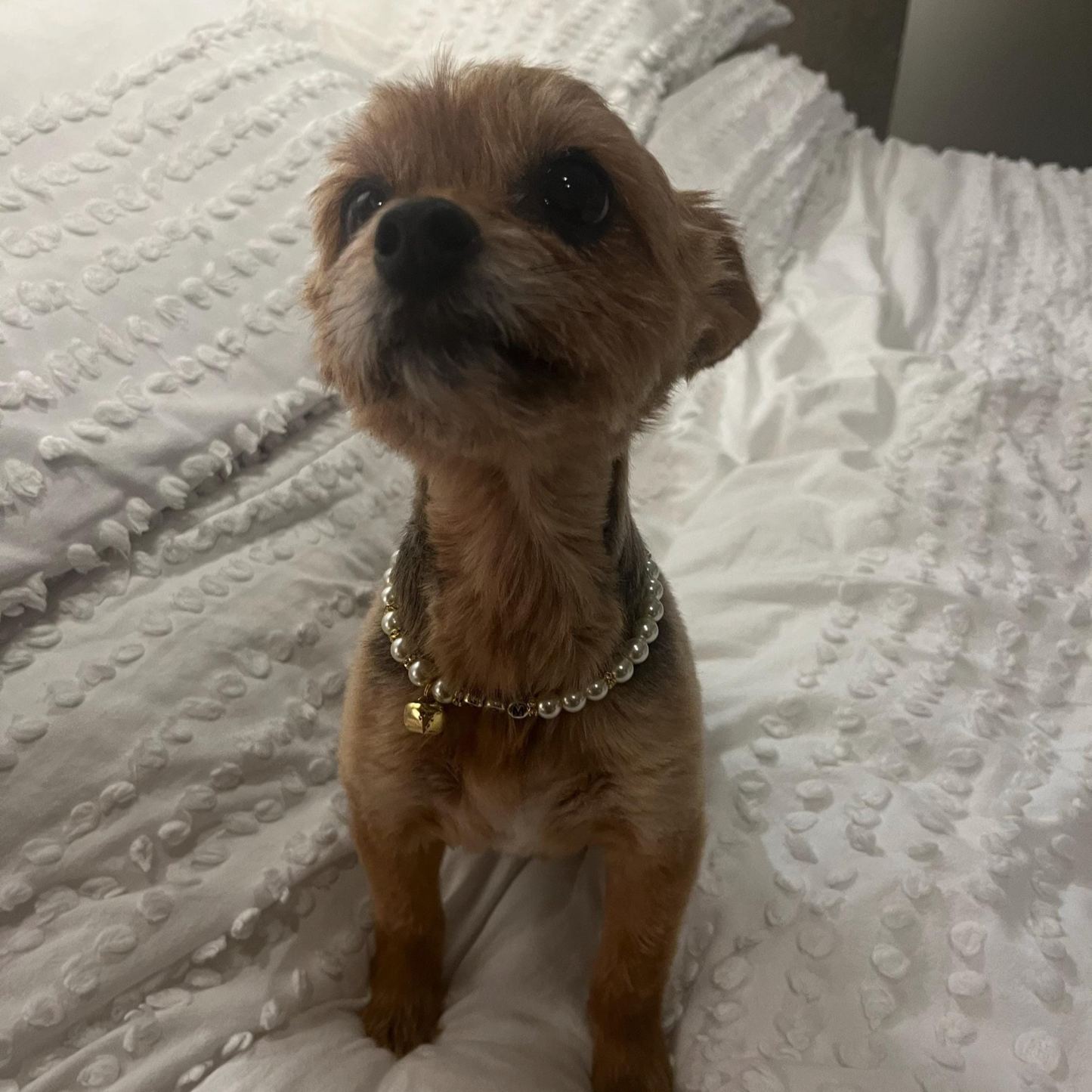 Personalized Handmade Pearl Pet Collar with Name | BKPet193