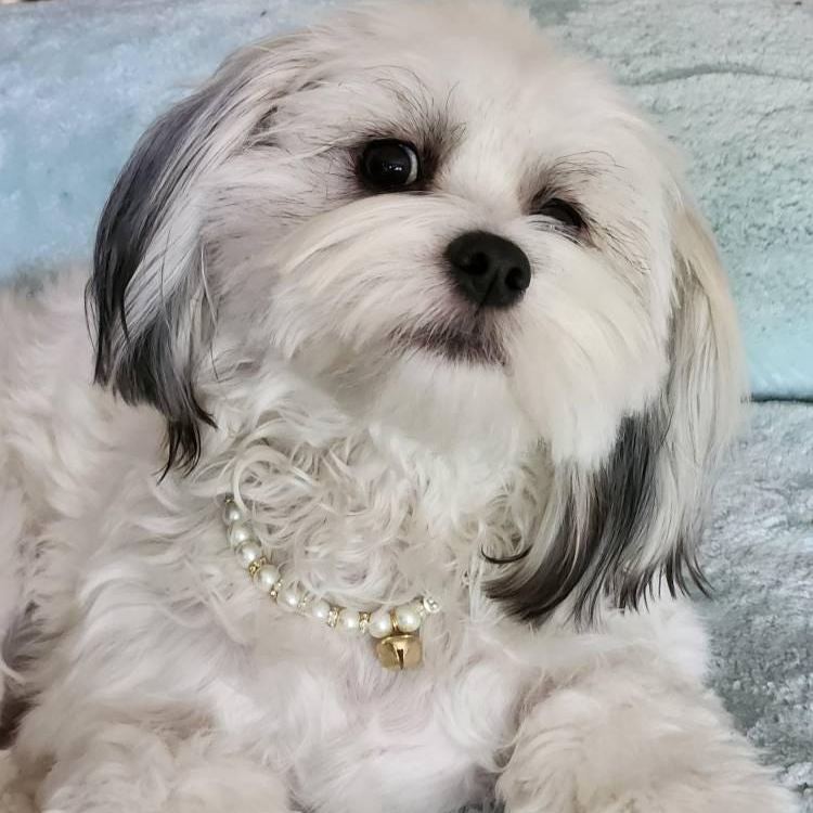 Personalized Handmade Pearl Pet Collar with Name | BKPet193