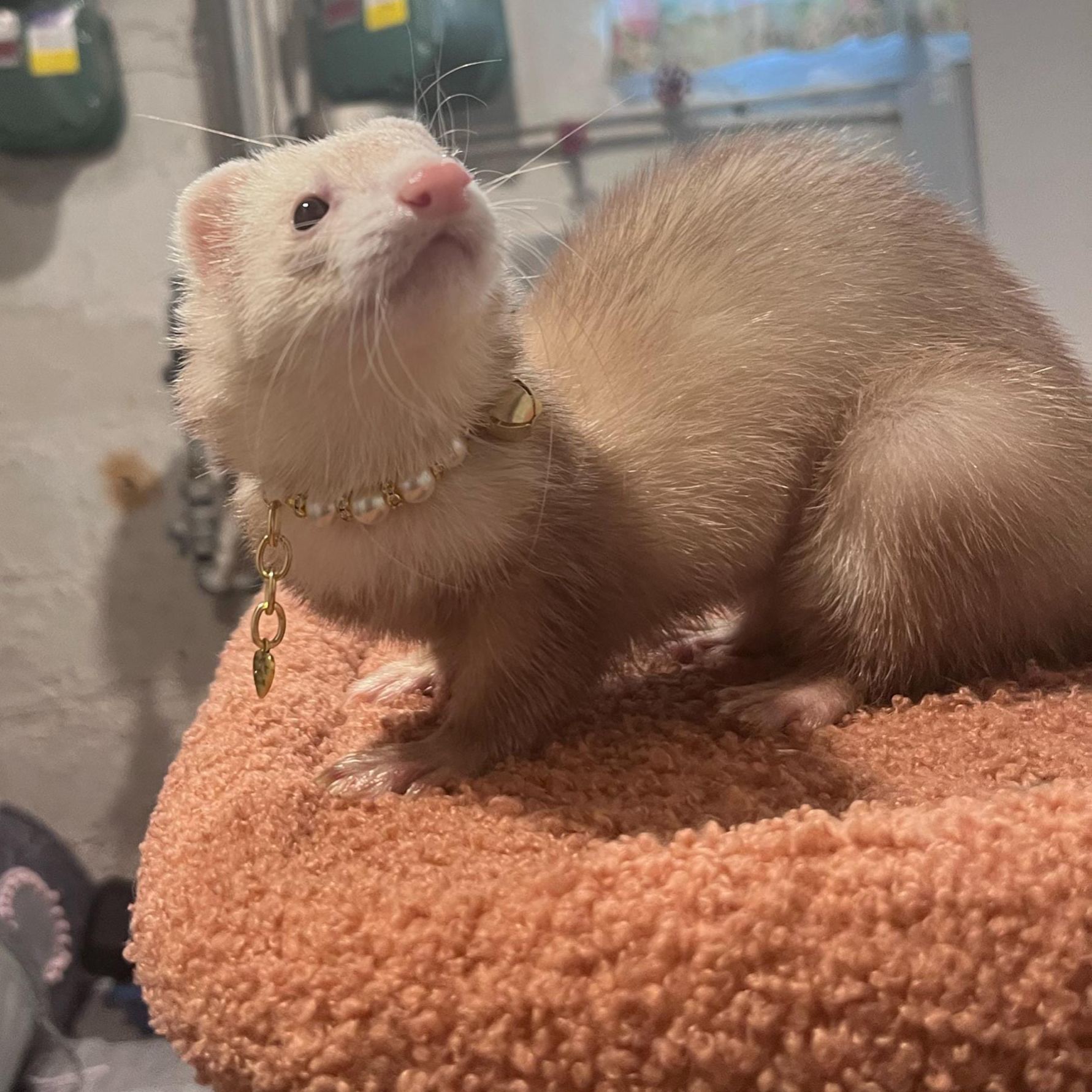 Personalized Handmade Pearl Pet Collar with Name | BKPet193