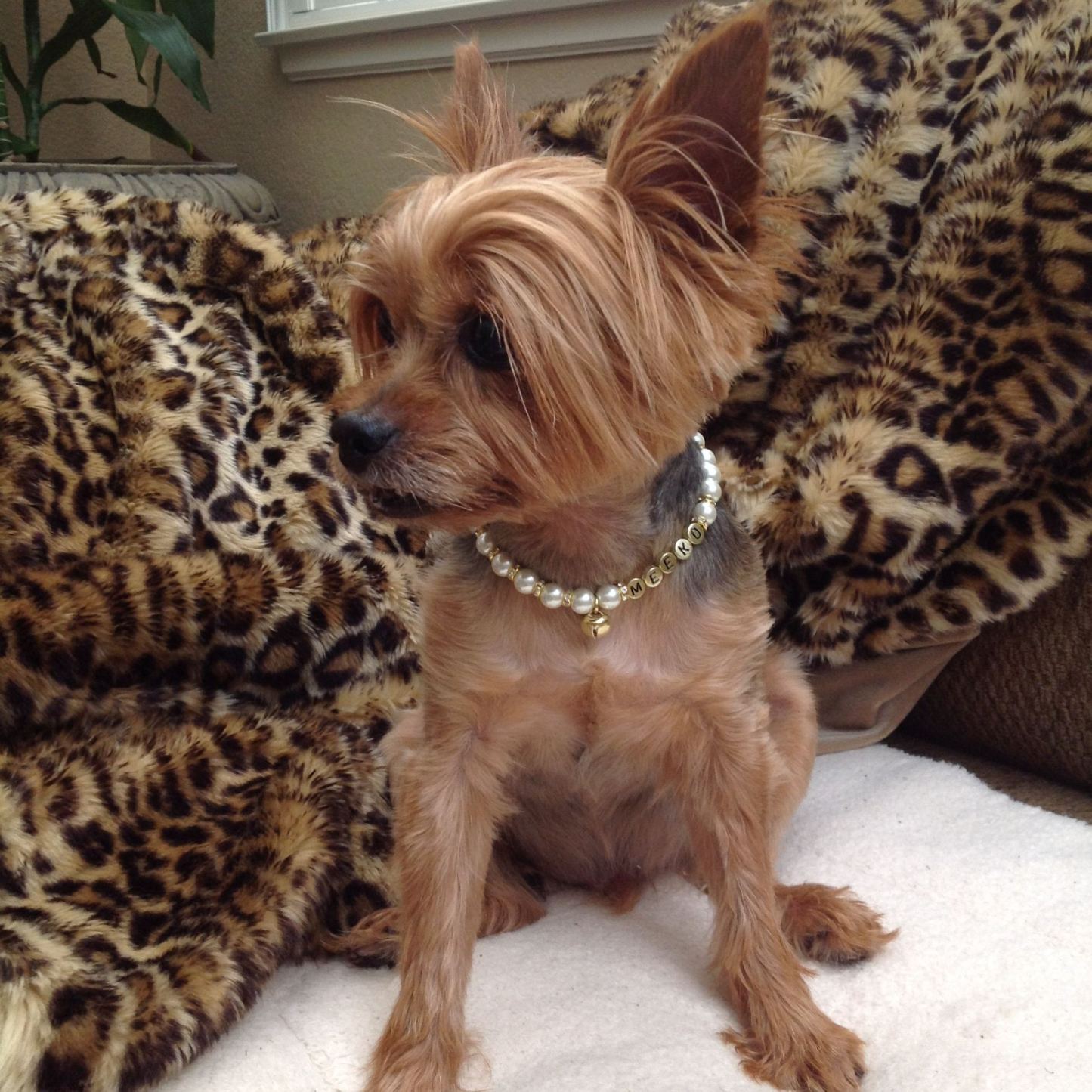 Personalized Handmade Pearl Pet Collar with Name | BKPet193