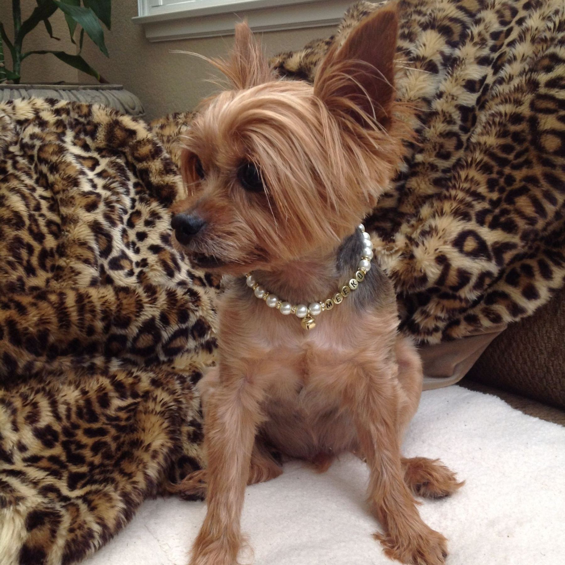 Personalized Handmade Pearl Pet Collar with Name | BKPet193