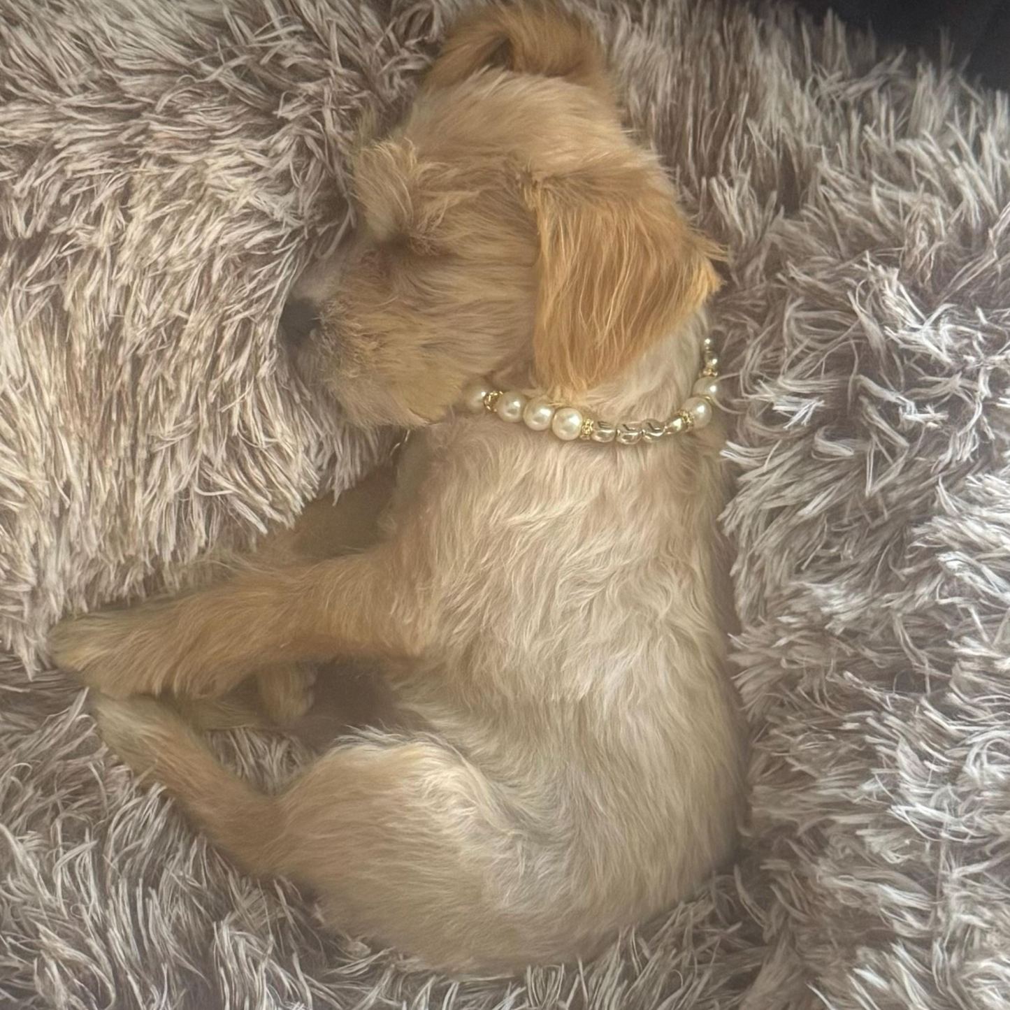 Personalized Handmade Pearl Pet Collar with Name | BKPet193