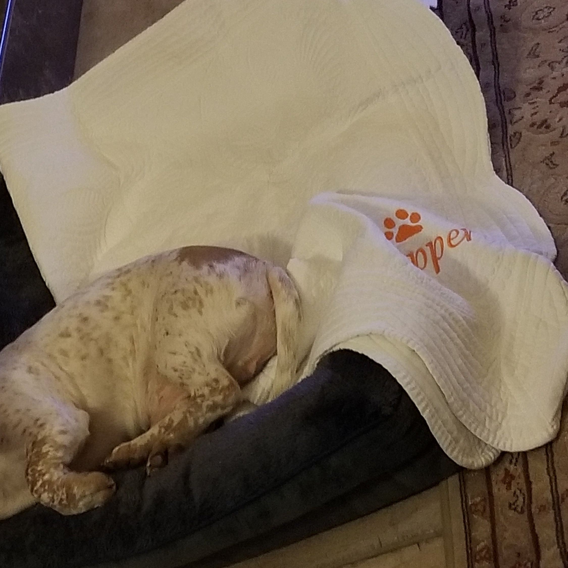 Personalized Embroidered Pet Blanket for Comfort & Unique | BKPet72