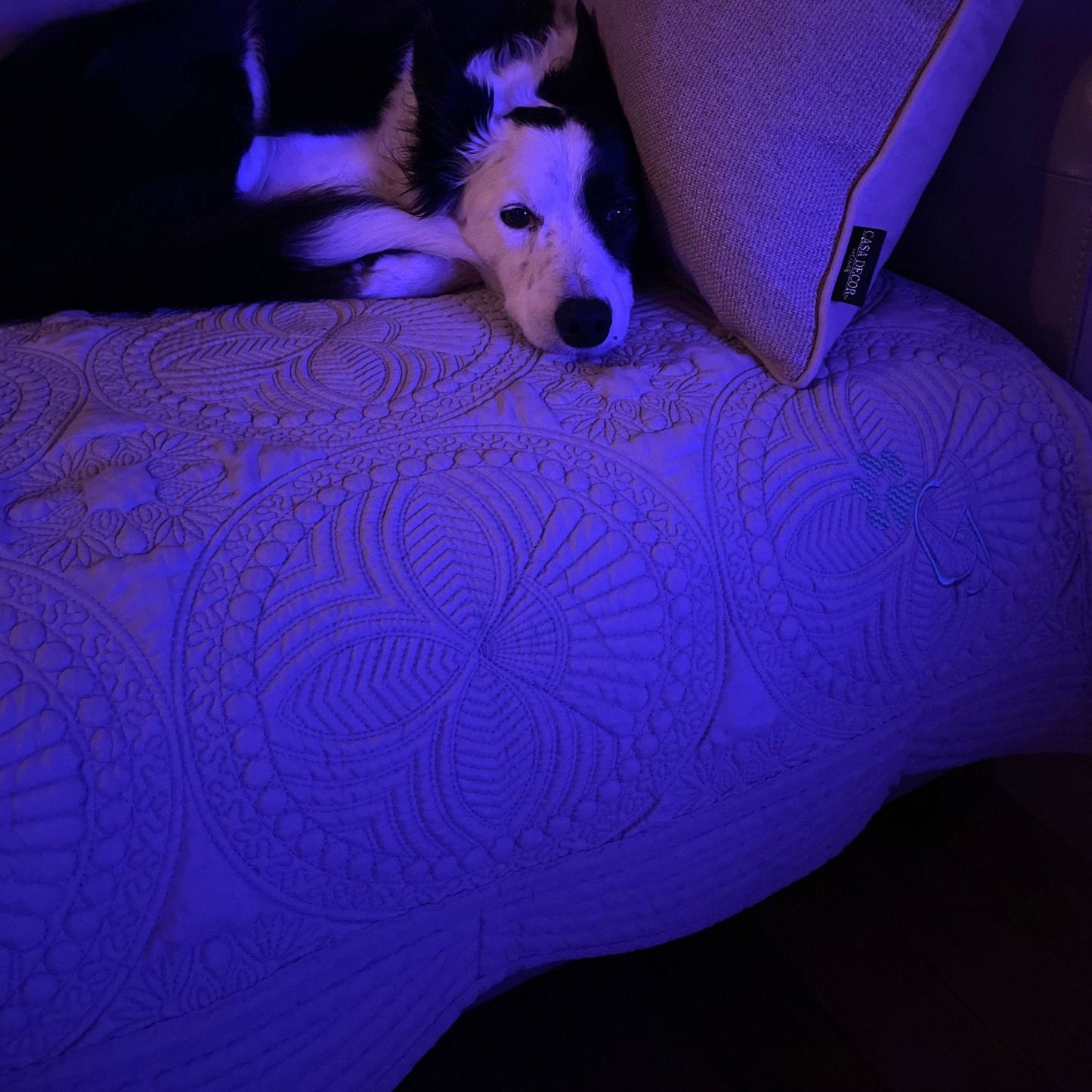 Personalized Embroidered Pet Blanket for Comfort & Unique | BKPet72