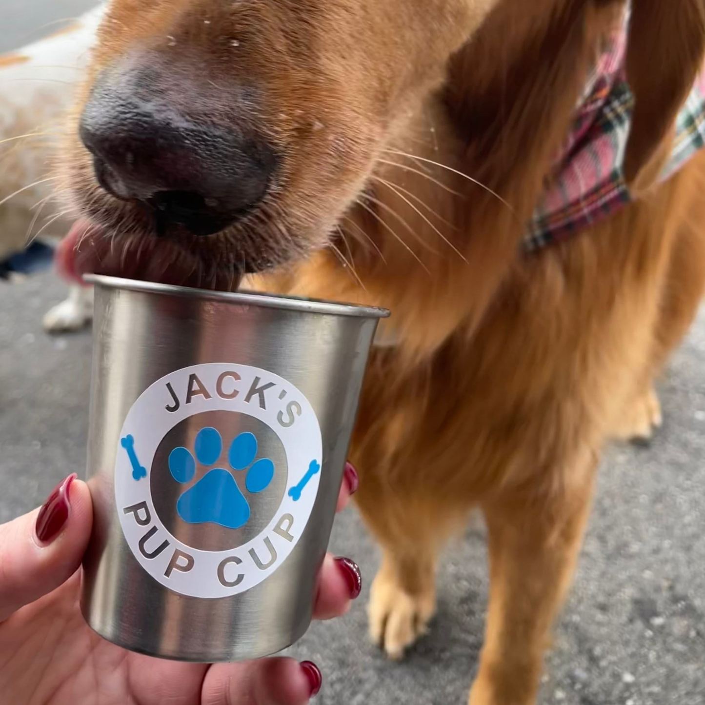 Personalized Pet Stainless Steel Reusable Pup Cup Mug | BKPet263