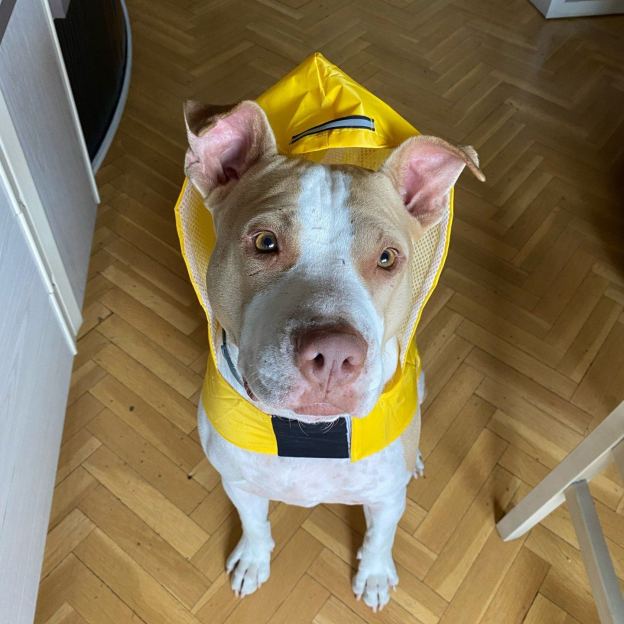 Personalized Pets Waterproof and Reflective Raincoat | BKPet270
