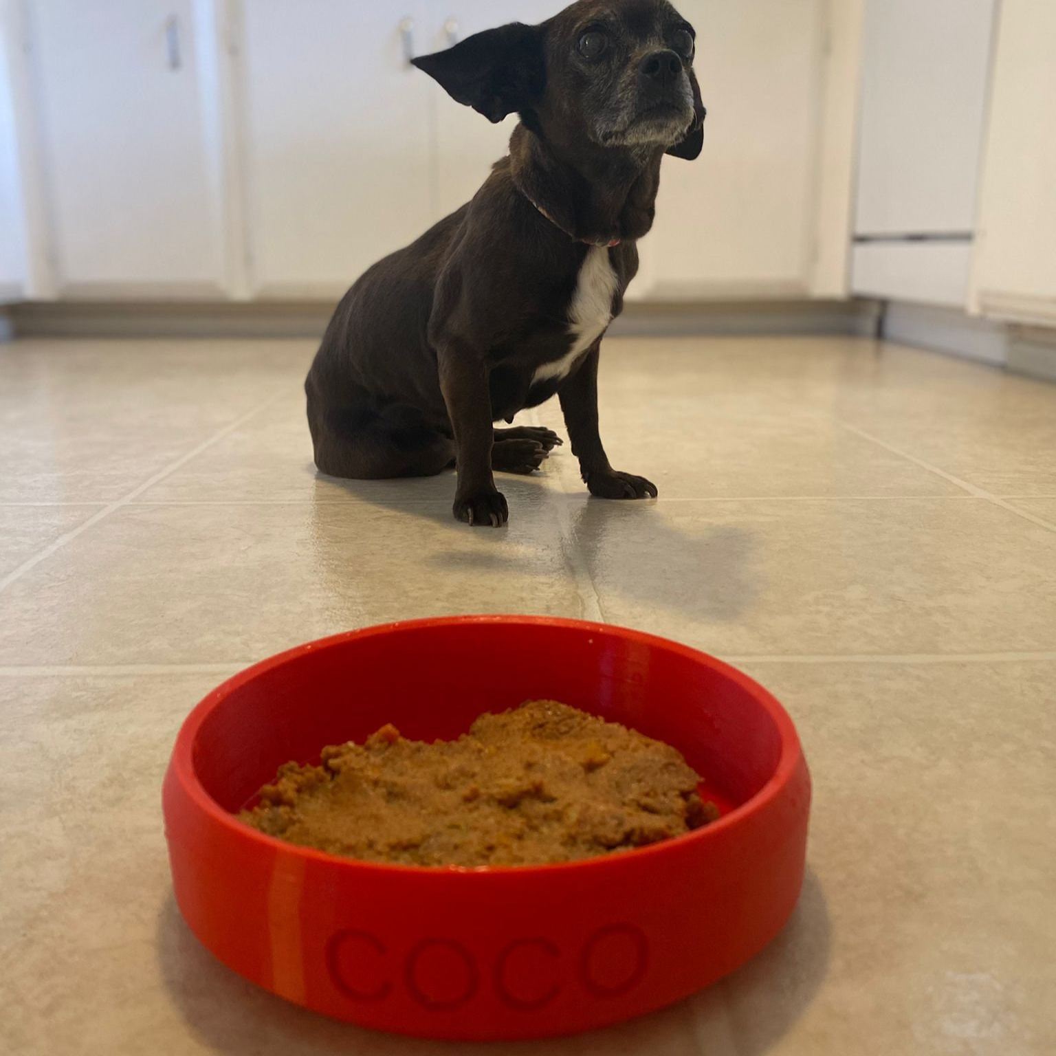 Personalized 3D Printed Dog Bowl With Name | BKPet358