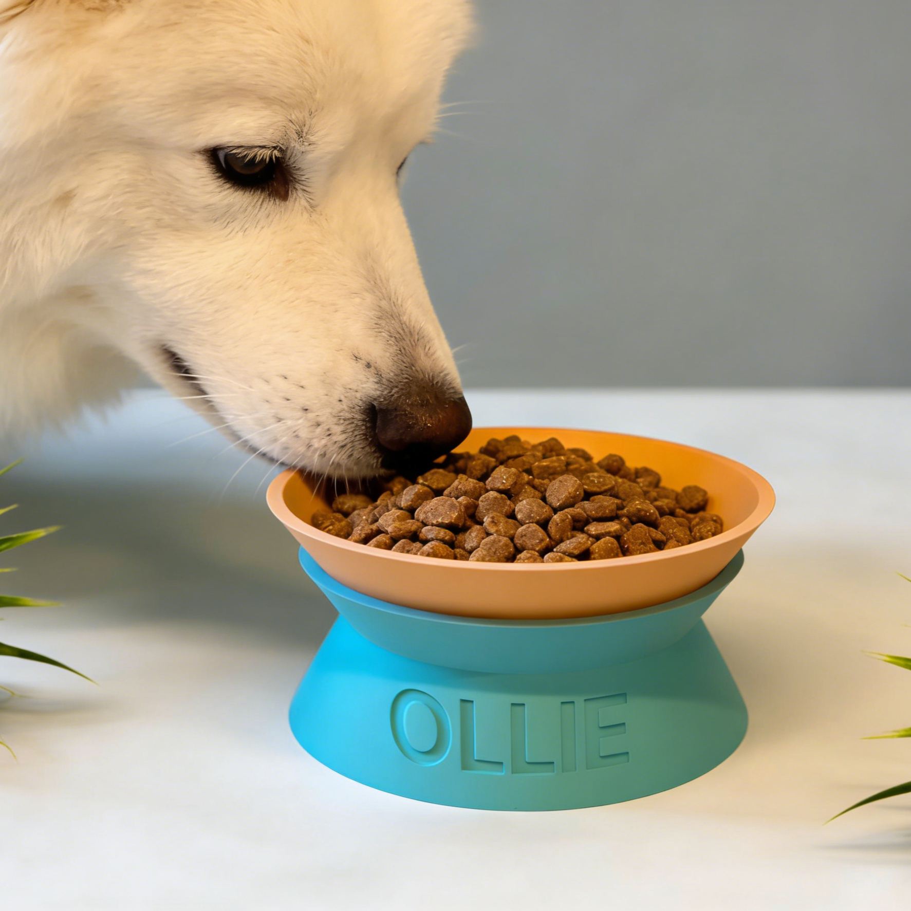 Personalized Detachable Engraved Elevated Pet Bowl | BKPet375