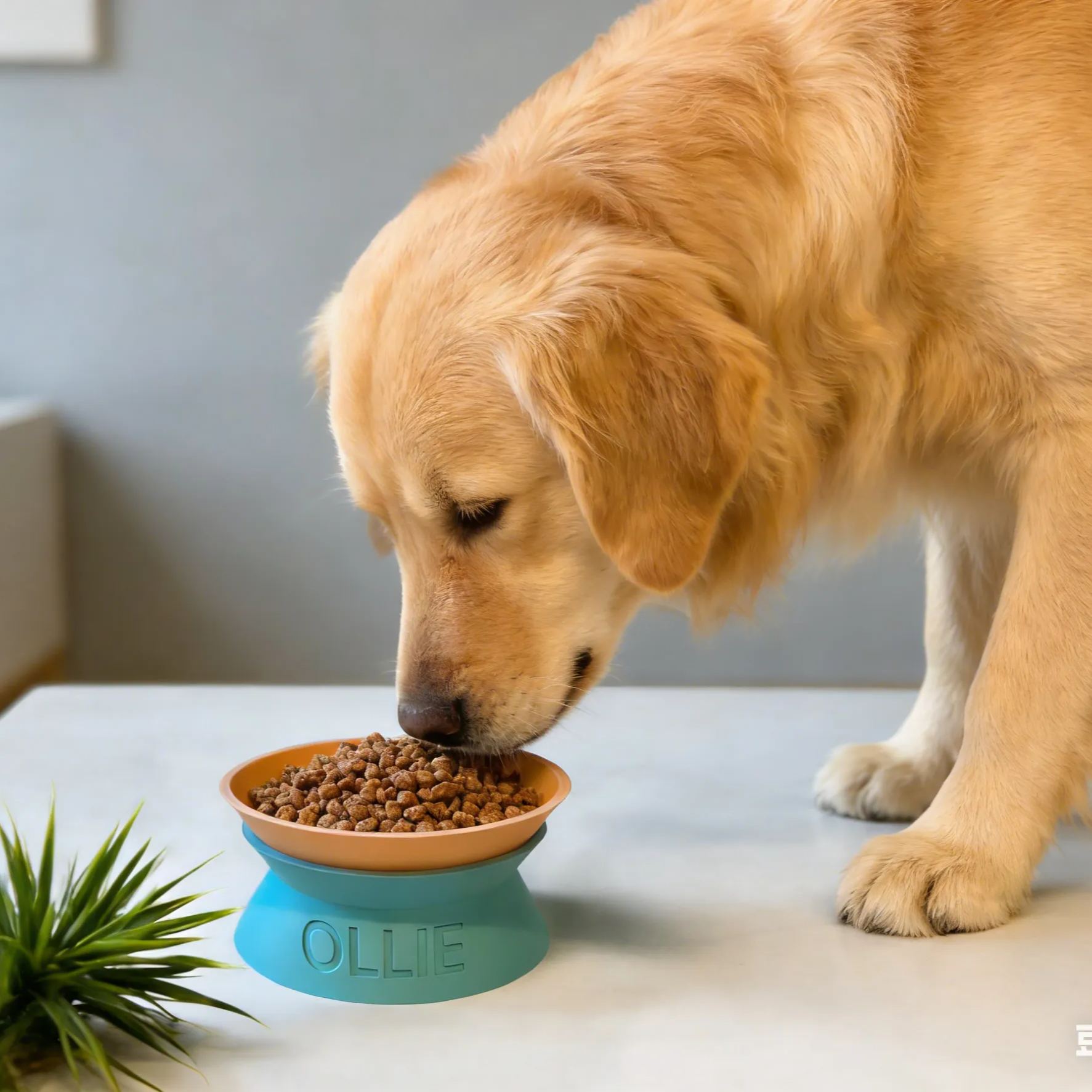 Personalized Detachable Engraved Elevated Pet Bowl | BKPet375
