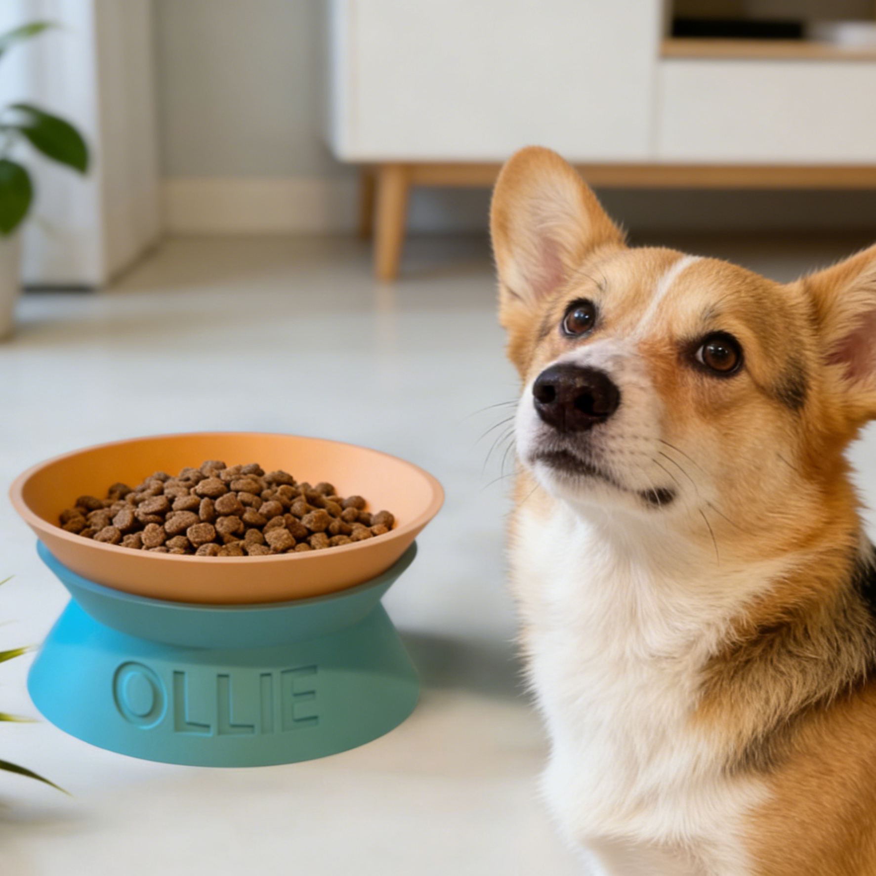 Personalized Detachable Engraved Elevated Pet Bowl | BKPet375