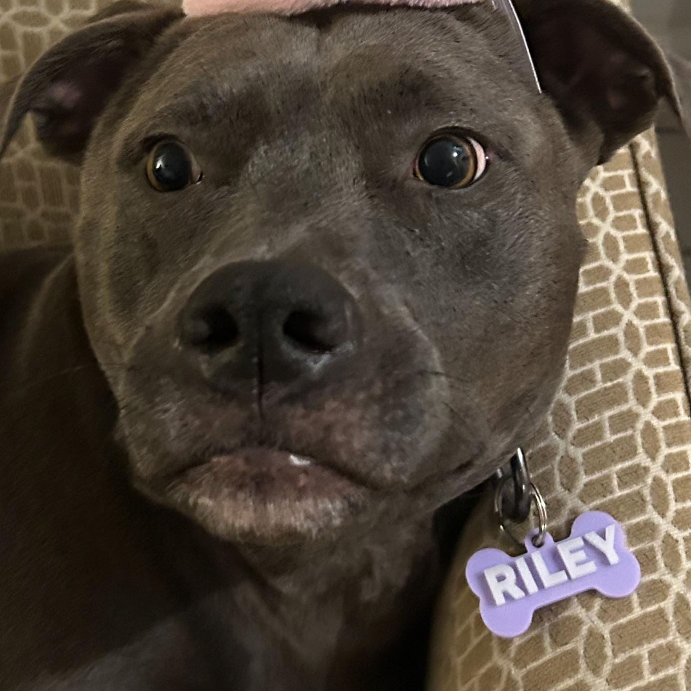 Personalized 3D Printed Bone-Shaped Dog ID Tag | BKPet401