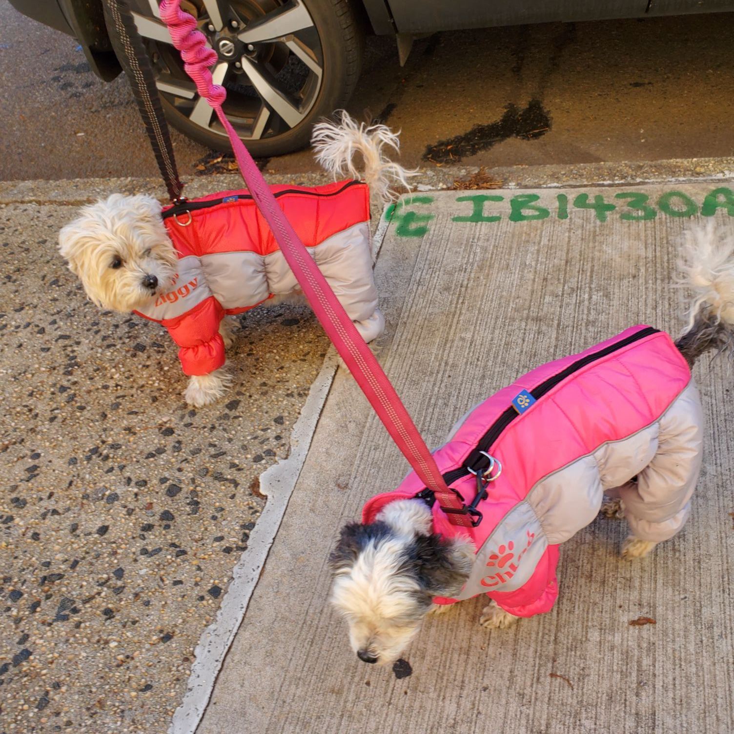 Personalized Pet Winter Warm Windproof Puffer Jacket | BKPet269