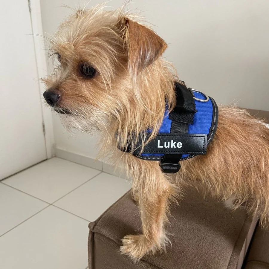 Personalized Explosion-Proof Reflective Dog Harness | MNAccs110