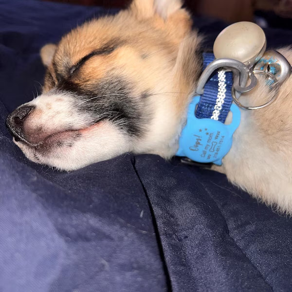 Personalized Pet Apple Air Tag Holder for Dog Collar | BKPet139