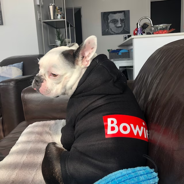 Personalized Warm Puppy Hoodie for Comfort & Unique | BKPet32